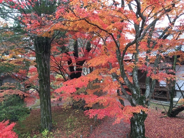 &#127809;小諸城址懐古園紅葉祭り&#127809;_d0035921_04425345.jpeg