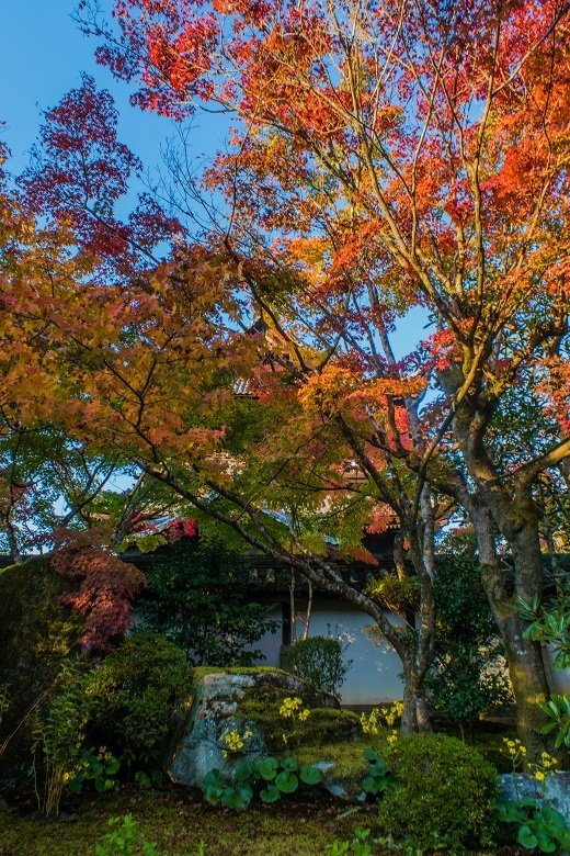 2022京都紅葉～天授庵（南禅寺塔頭）_e0363038_09410674.jpg