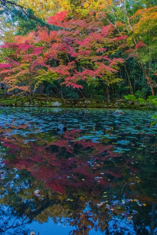 2022京都紅葉～天授庵（南禅寺塔頭）_e0363038_09571593.jpg