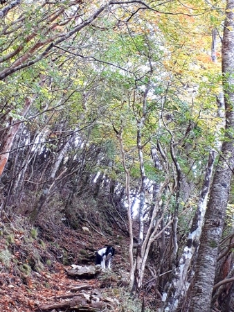 徳島県　高丸山登山（２０２２．１０．２７）_b0275308_22573404.jpg