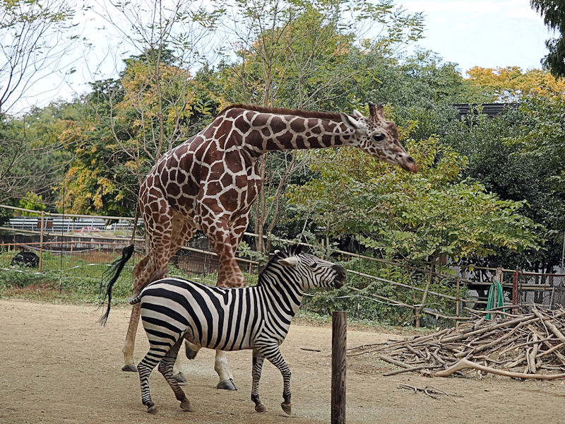 アフリカ園の動物たち_f0224624_19201570.jpg