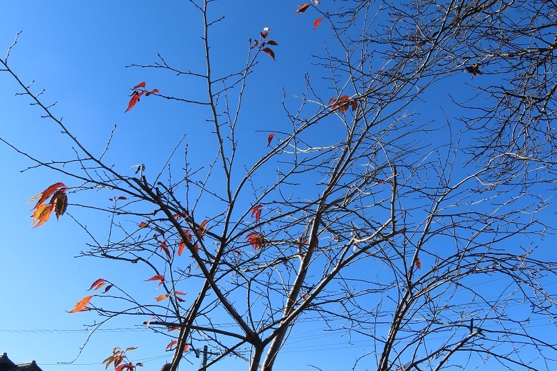 山桜の冬支度_f0076731_15560785.jpg