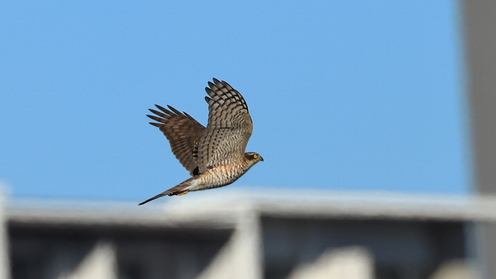 自宅そば相模川のハイタカ　An Eurasian sparrowhawk over the Sagami River near my house_f0105570_21312951.jpg