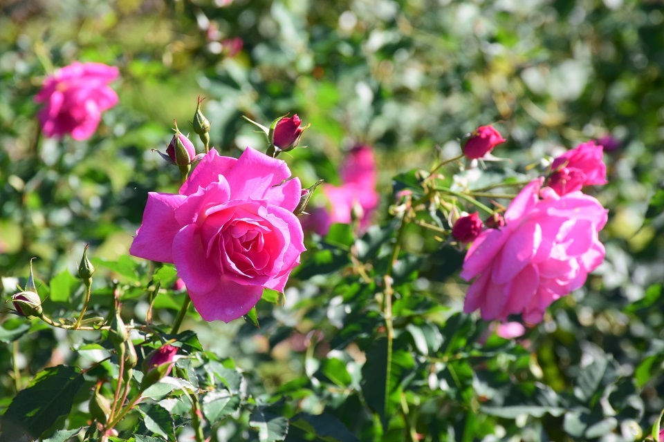 秋バラと紅葉を観に神代植物公園へ_d0099791_22322631.jpg