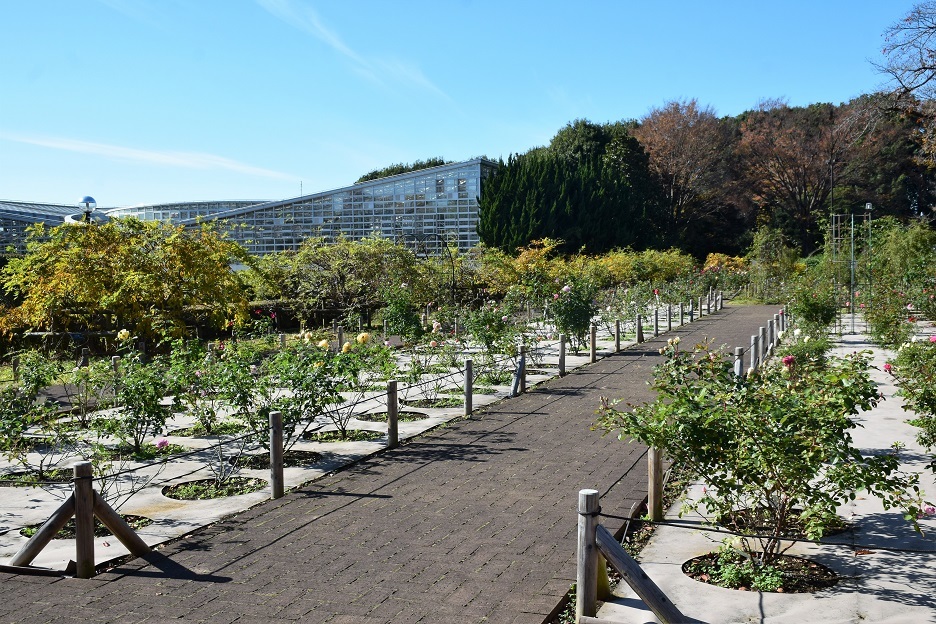 秋バラと紅葉を観に神代植物公園へ_d0099791_22385126.jpg