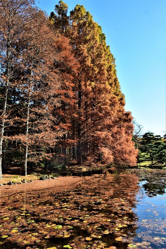 秋バラと紅葉を観に神代植物公園へ_d0099791_22434081.jpg