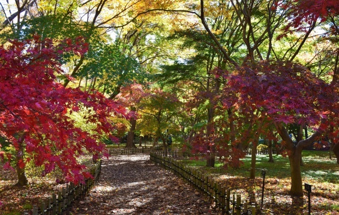 秋バラと紅葉を観に神代植物公園へ_d0099791_22460336.jpg