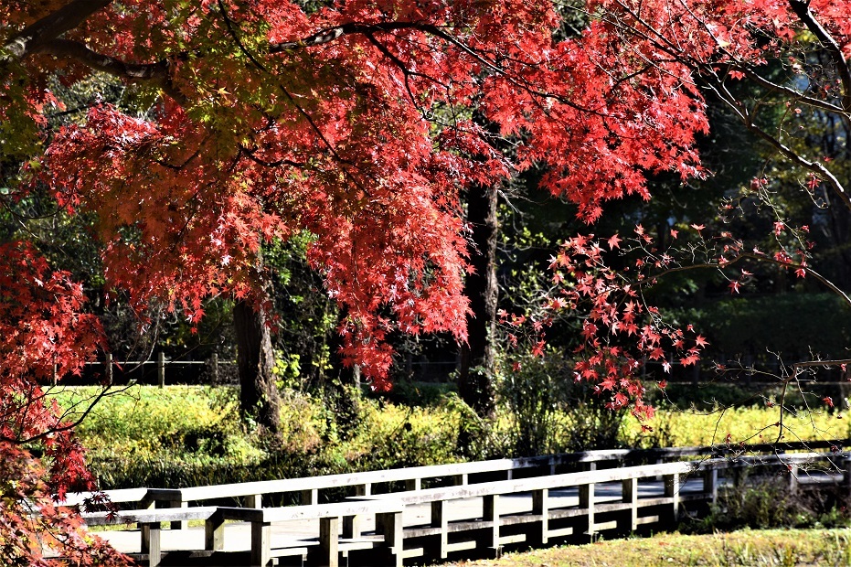 秋バラと紅葉を観に神代植物公園へ_d0099791_22513886.jpg