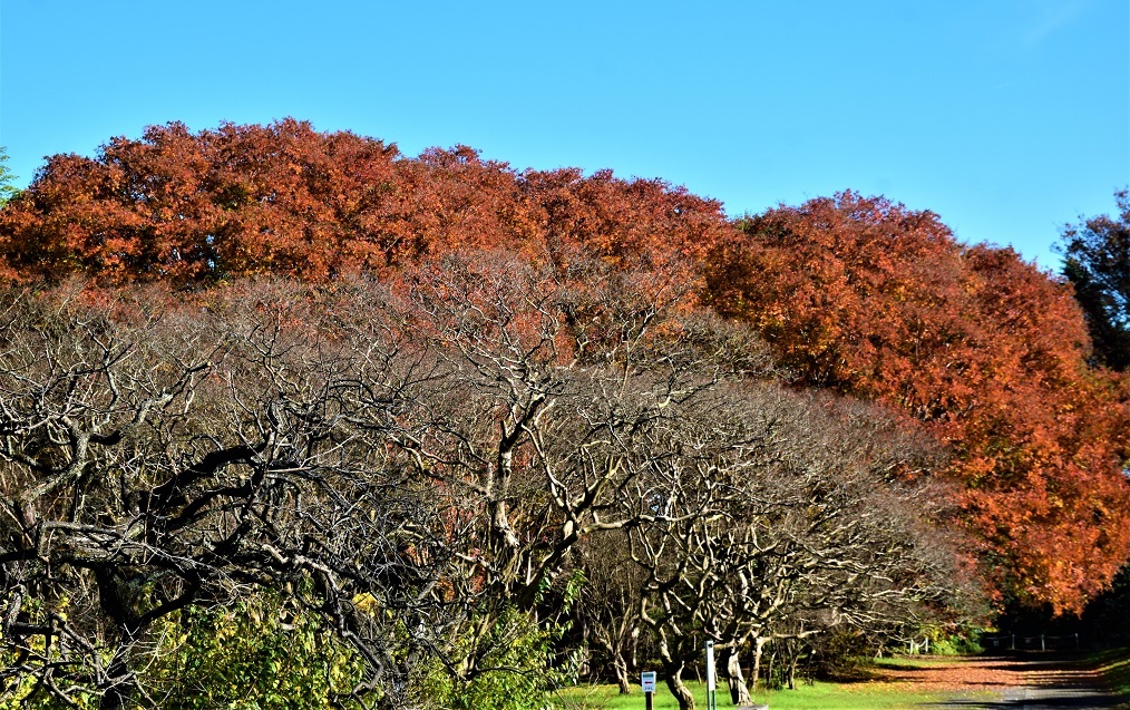 秋バラと紅葉を観に神代植物公園へ_d0099791_23042831.jpg