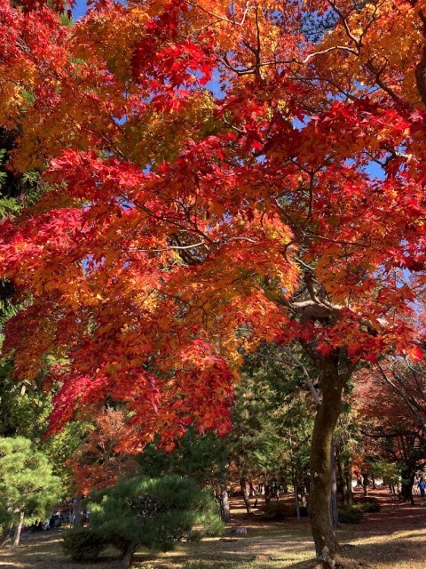 京都からの紅葉便り_f0146587_19534792.jpg