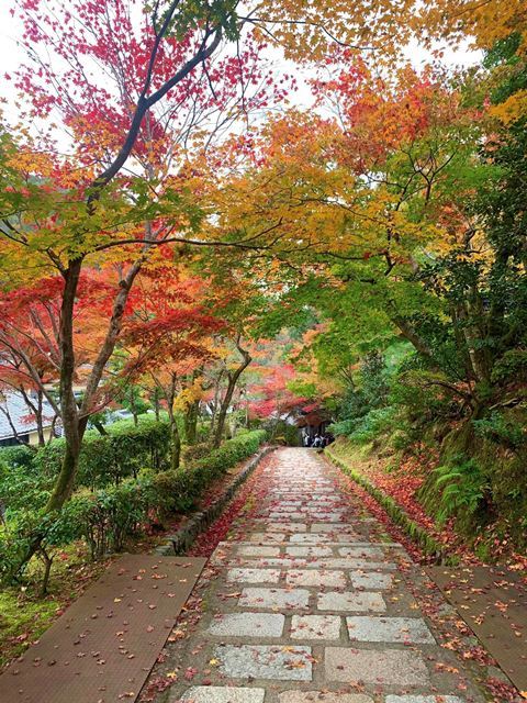 京都からの紅葉便り_f0146587_19554371.jpg