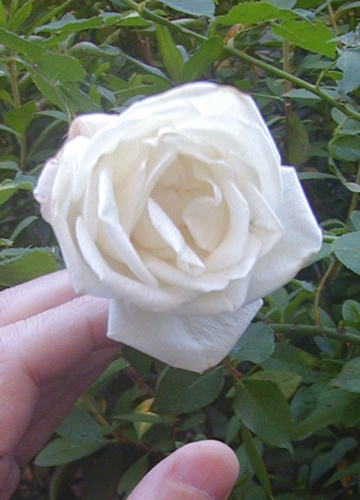 ●健気に咲き続ける白薔薇ＶＩＲＧＯ、その３５_d0053294_23432799.jpg