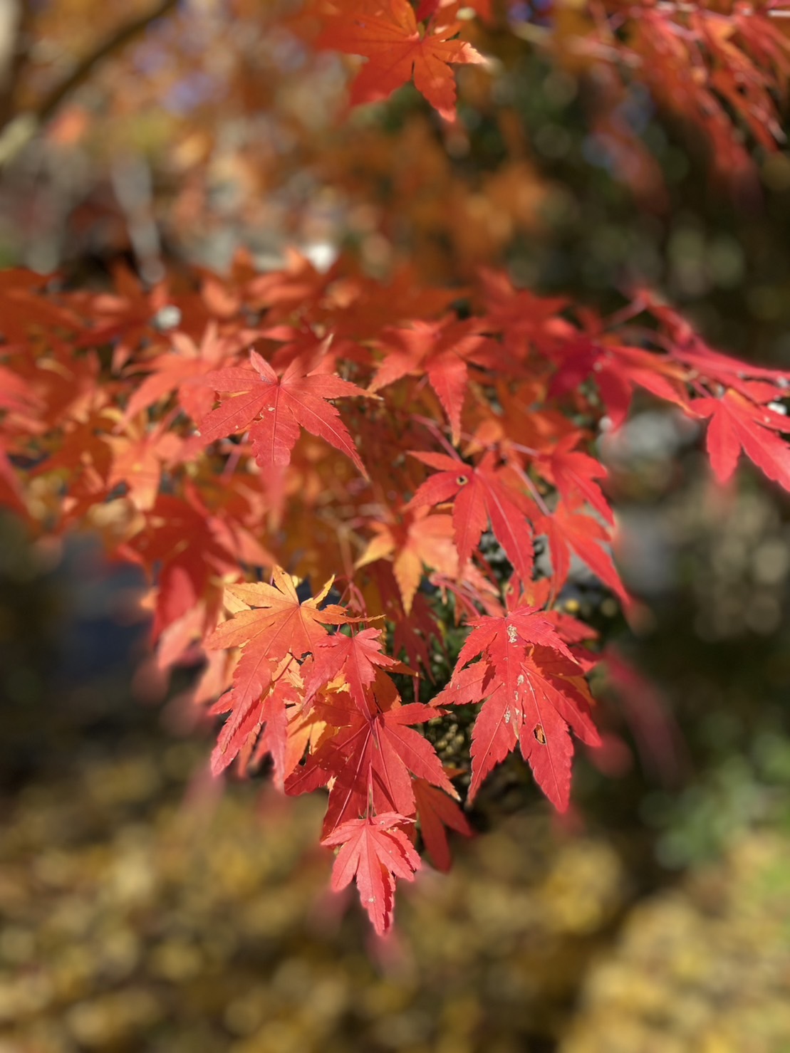 成田山公園の紅葉、まだまだ見頃_a0218119_22024604.jpg