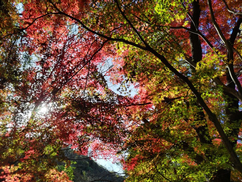 紅葉が美しい季節　六甲山縦走パート②_c0218841_21201904.jpg