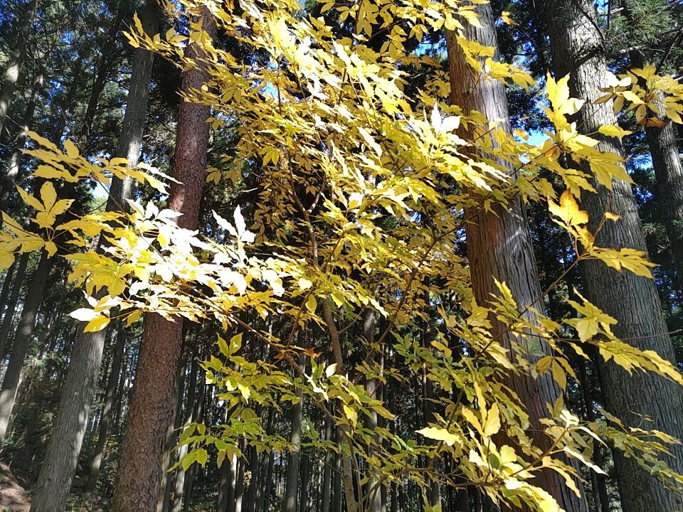 紅葉が美しい季節　六甲山縦走パート②_c0218841_21240593.jpg