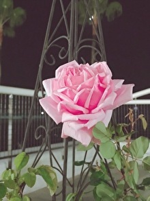 今日のバラ。美しいラフランスと可愛いクレアオースチン♪_b0212911_01463029.jpg