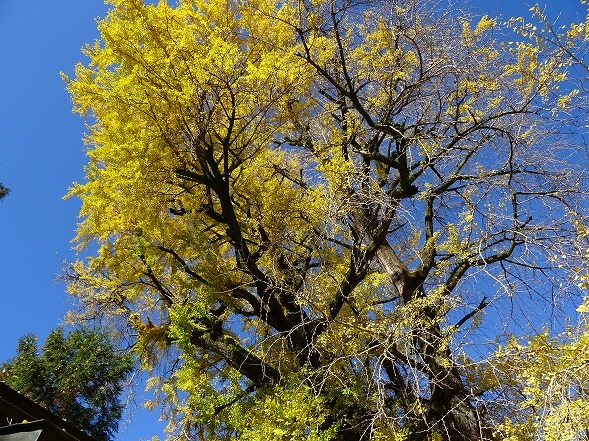 素戔雄神社の紅葉_b0299042_18414917.jpg