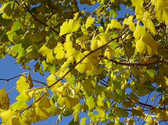 素戔雄神社の紅葉_b0299042_18494305.jpg