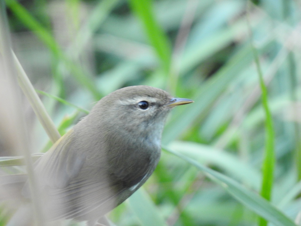 『岐阜公園までの風景と野鳥』_d0054276_20142379.jpg