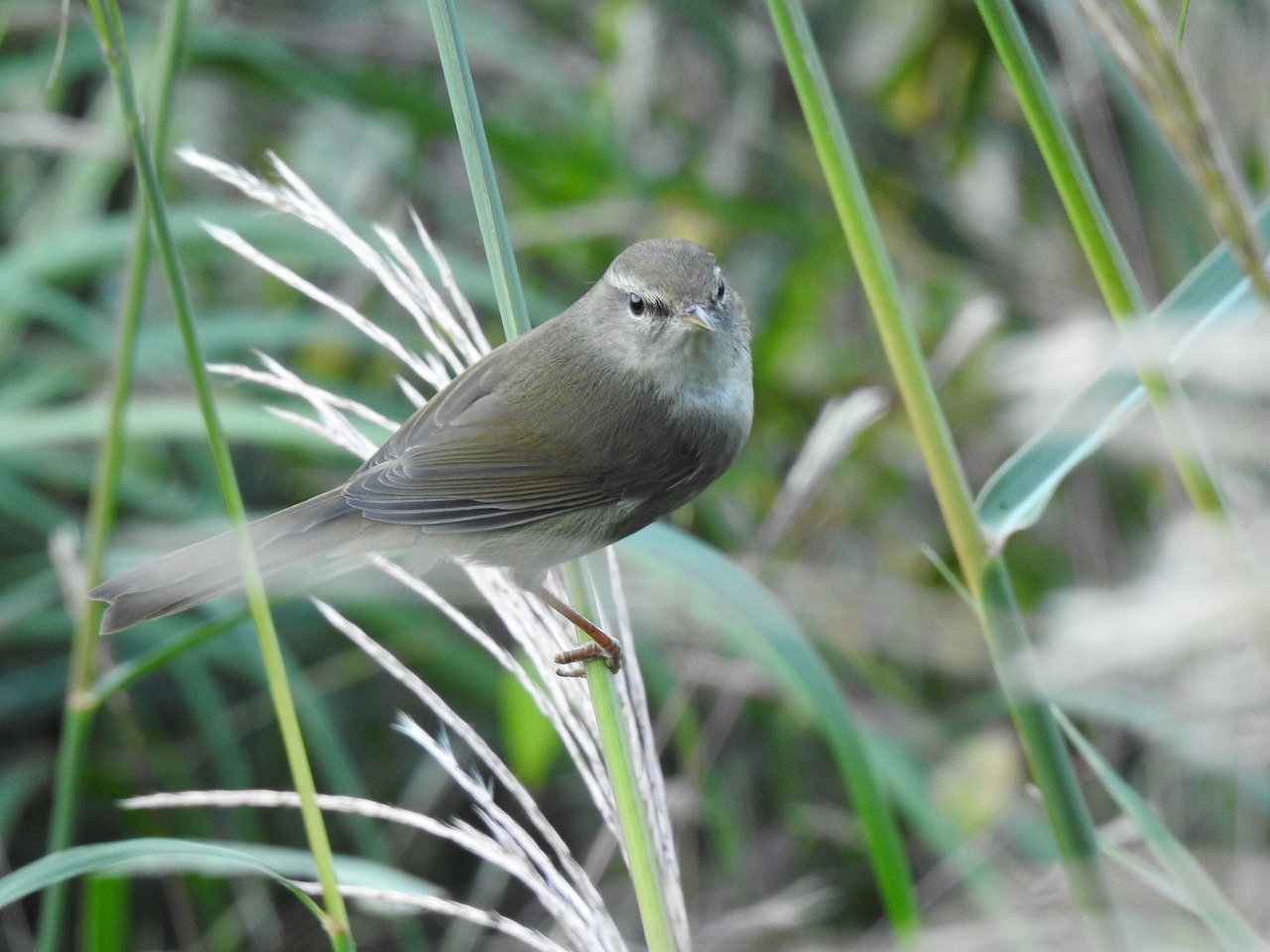 『岐阜公園までの風景と野鳥』_d0054276_20142556.jpg