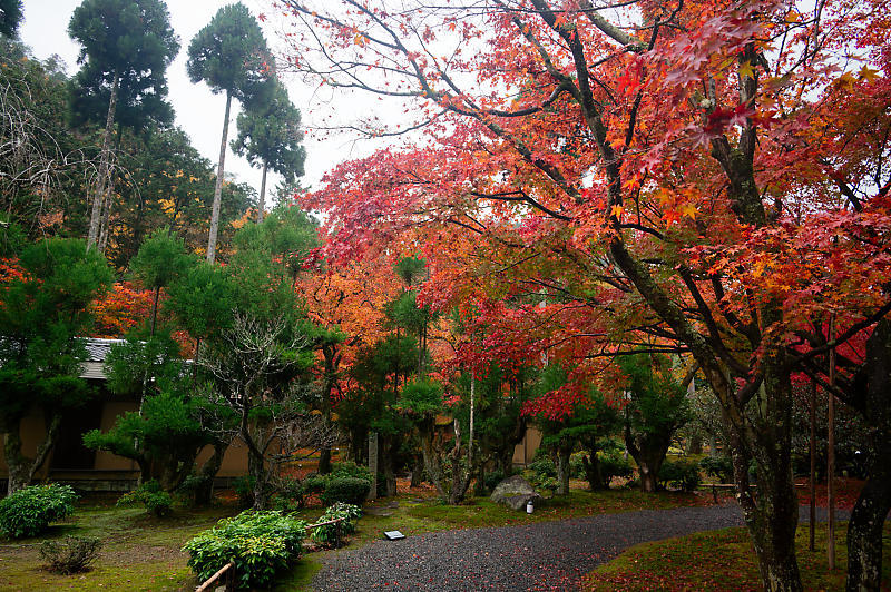 2022京都の紅葉＠鷹峯　しょうざんリゾート_f0032011_10520302.jpg