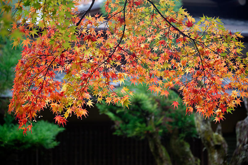 2022京都の紅葉＠鷹峯　しょうざんリゾート_f0032011_10520483.jpg