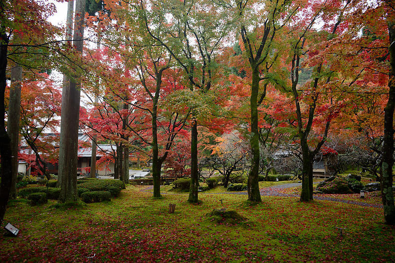 2022京都の紅葉＠鷹峯　しょうざんリゾート_f0032011_10525276.jpg