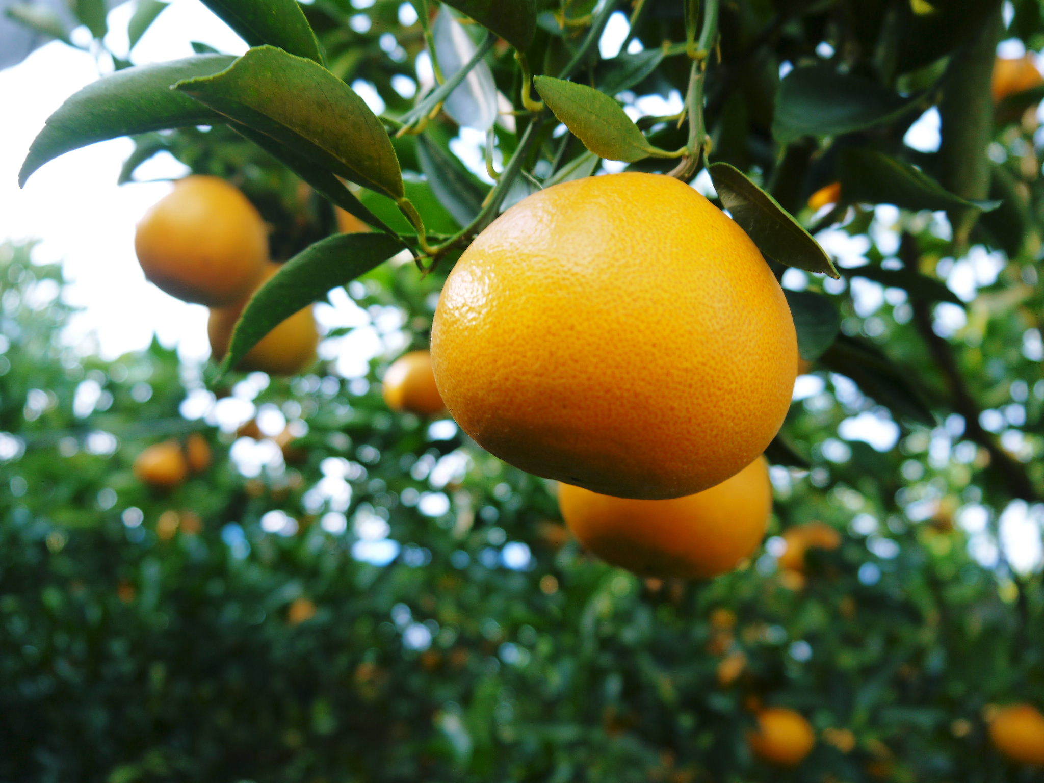 究極の柑橘『せとか』は今年も順調に色づいてきています！2月上旬の収穫へ向け美味しさを閉じ込めます！_a0254656_16435535.jpg