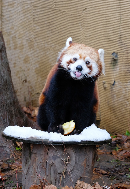 　　　　　　・・・・冬の動物園へⅡ・・・・・_e0003261_09332614.jpg