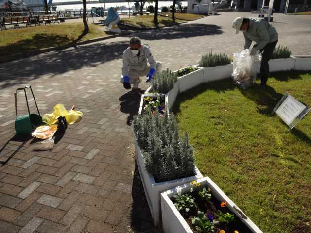 名古屋港水族館前花壇の植栽R4.11.14_d0338682_08152022.jpg