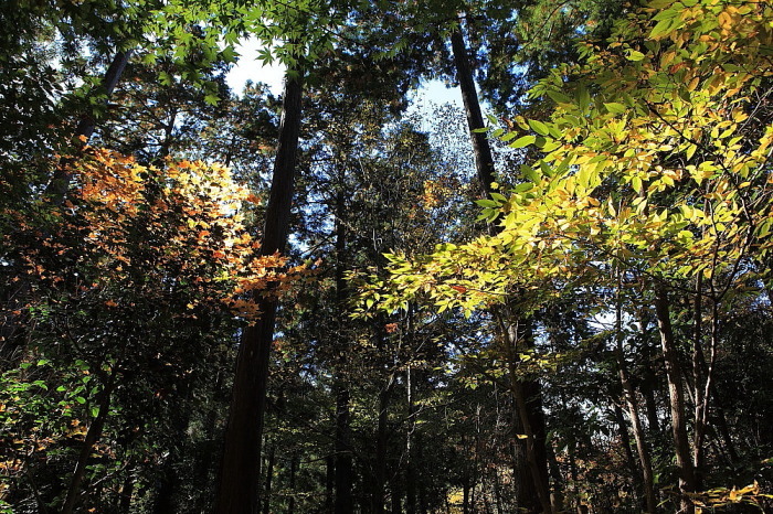  あきる野市　秋川渓谷の紅葉　後半_e0165983_11335129.jpg