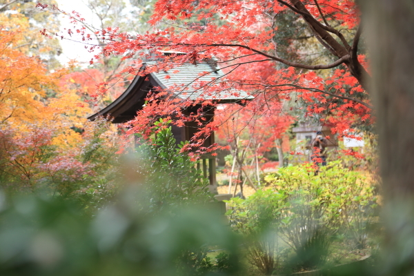 2022年紅葉旅⑪松戸市本土寺その2_f0229832_23032285.jpg