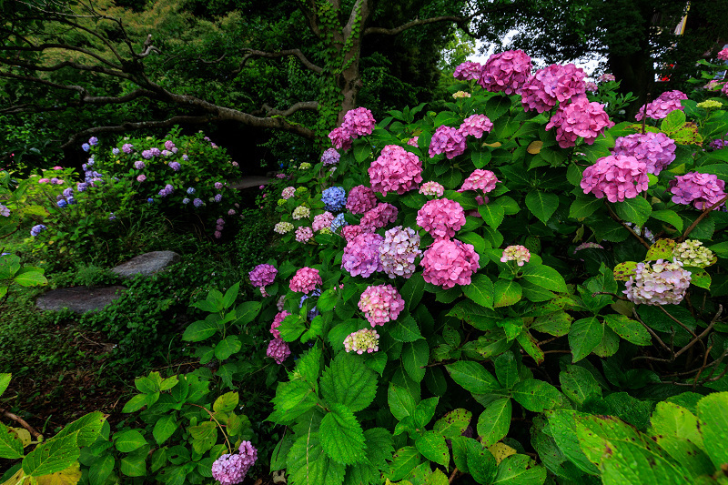 紫陽花と桔梗咲く智積院_f0155048_23101396.jpg