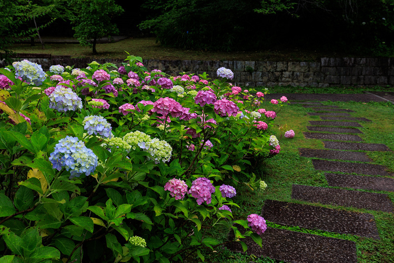 紫陽花と桔梗咲く智積院_f0155048_23105944.jpg