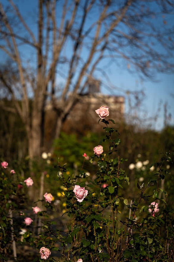 師走でも健気に咲く薔薇たち_d0353489_12285331.jpg