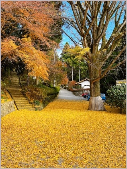 播州清水寺へ、黄色い絨毯を見たくなって_d0017632_00163321.jpeg