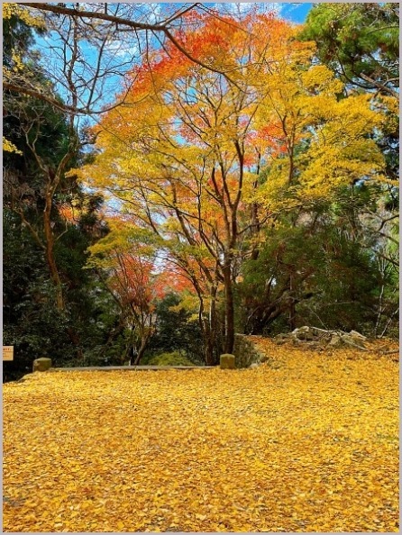 播州清水寺へ、黄色い絨毯を見たくなって_d0017632_00200635.jpeg