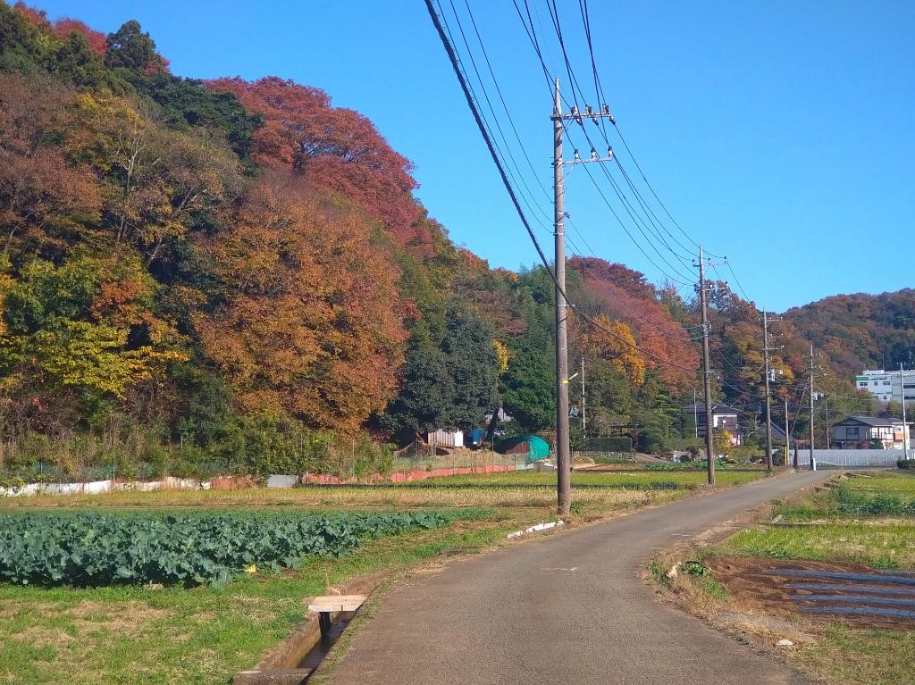 厚木市飯山・七沢と周辺の山旅 #11_f0379138_05360410.jpg