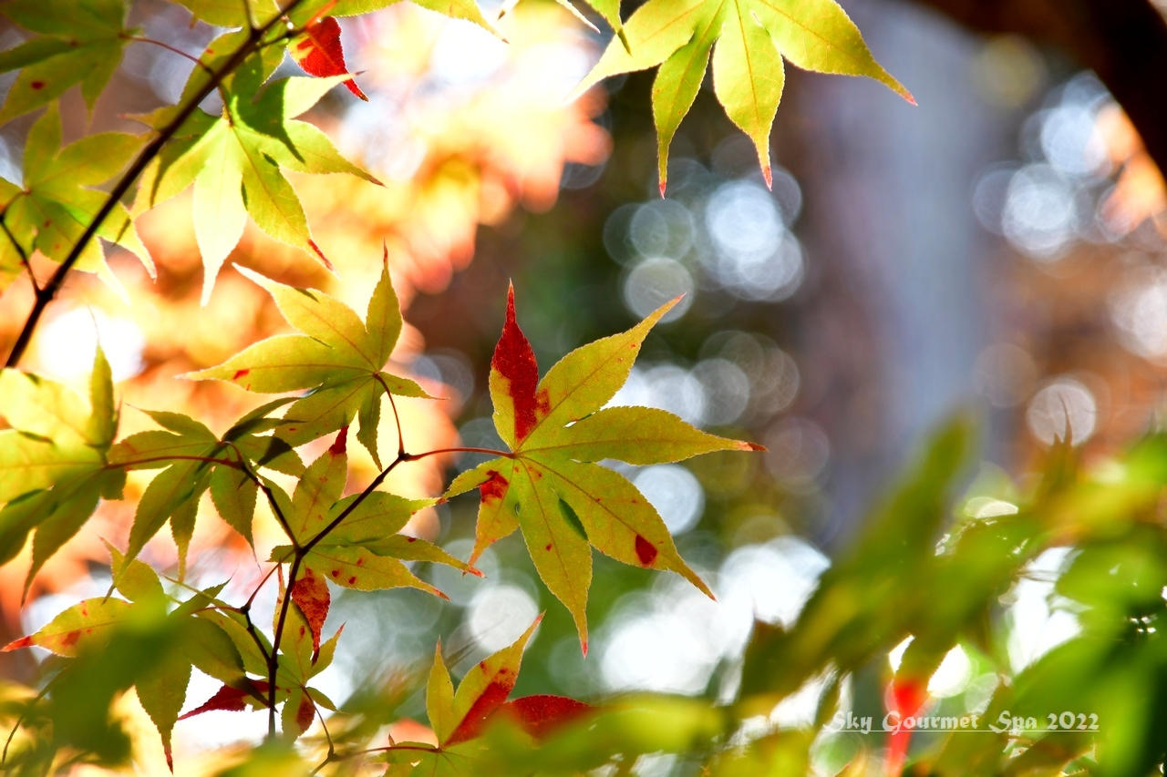 ◆ 鳥取を目指して、その18「嵐山紅葉散策」鹿王院へ（2022年11月）_d0316868_08580181.jpg