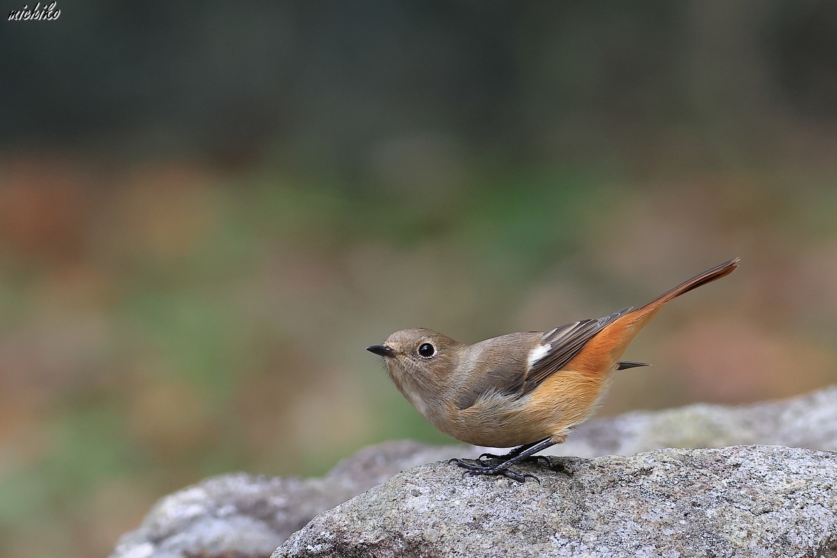 近所の森にやって来たジョウビタキのメス_d0352095_17405014.jpg