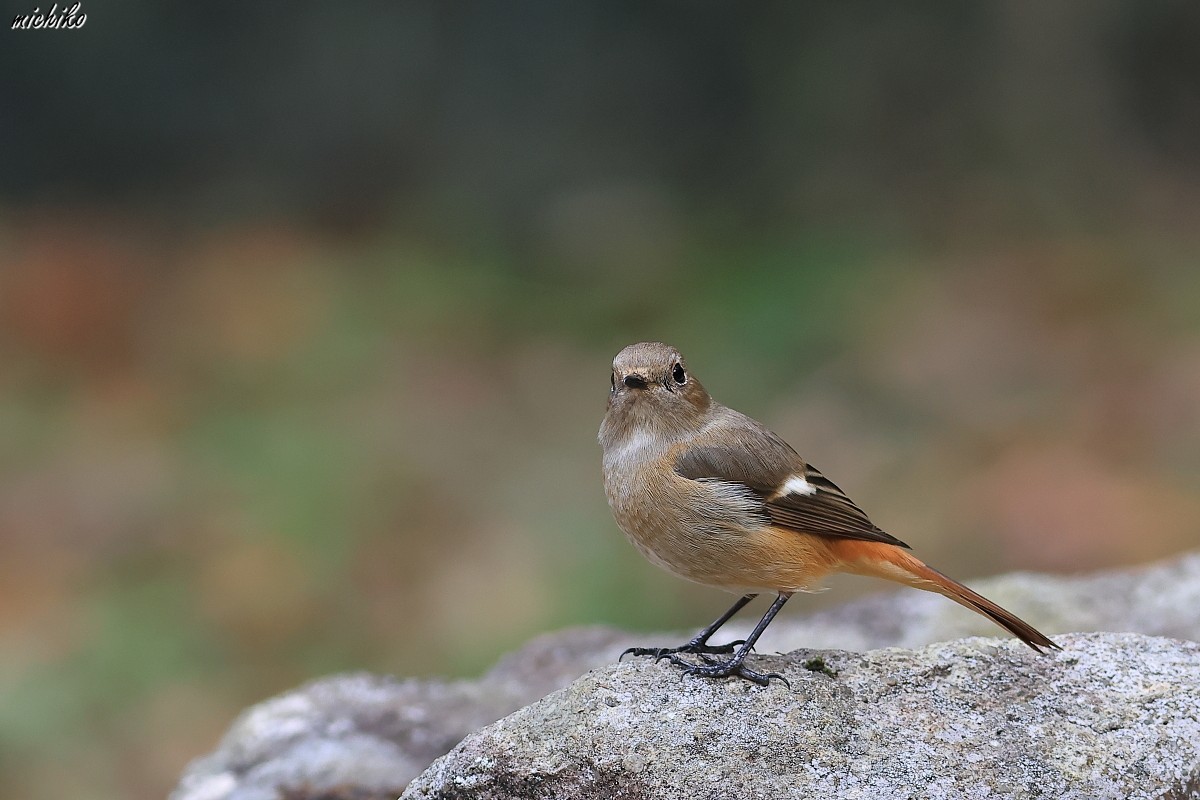 近所の森にやって来たジョウビタキのメス_d0352095_17405090.jpg