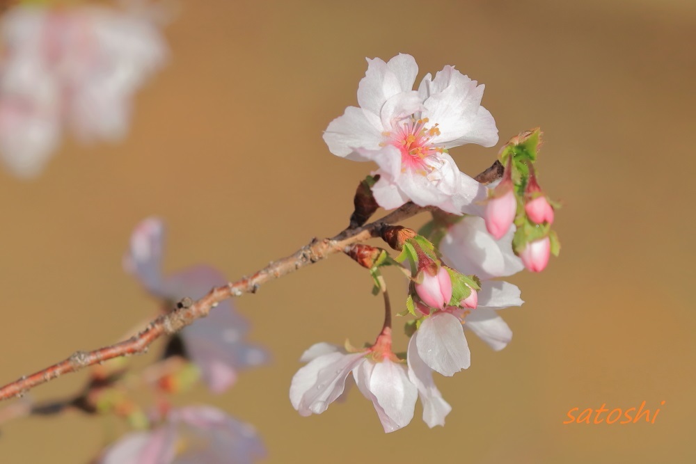　晩秋に咲く冬桜                    　　　　　（３５２）_e0350375_21471637.jpg