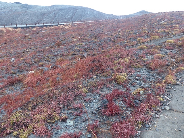 砂千里から中岳、高岳の周回、3日。_f0357487_22253219.jpg