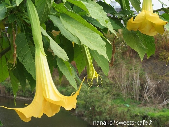お散歩＊黄色の花がいっぱい＊ひとりごと_d0147030_16454451.jpg