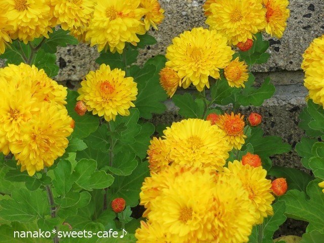 お散歩＊黄色の花がいっぱい＊ひとりごと_d0147030_16455259.jpg