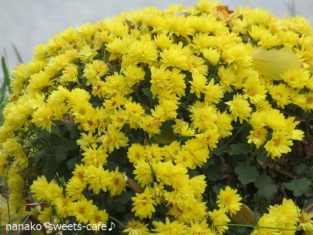 お散歩＊黄色の花がいっぱい＊ひとりごと_d0147030_16455572.jpg