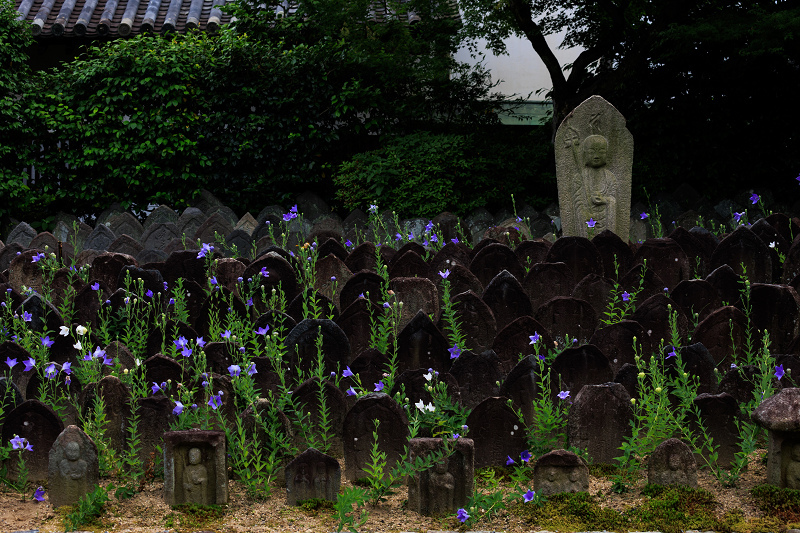 元興寺の桔梗と初夏の花々_f0155048_23101028.jpg