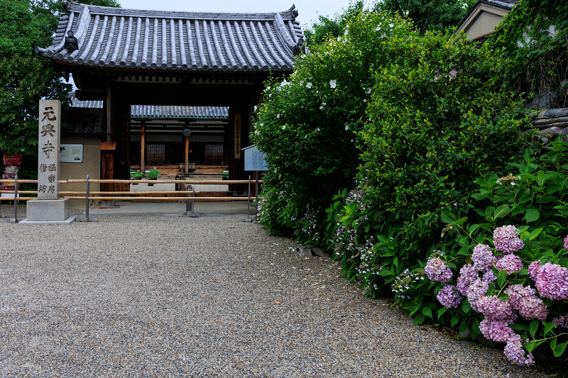 元興寺の桔梗と初夏の花々_f0155048_23101829.jpg