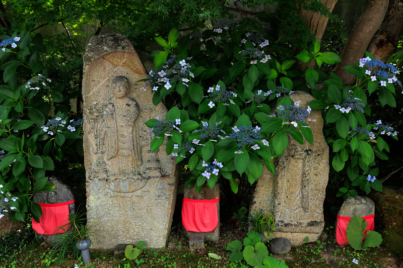 元興寺の桔梗と初夏の花々_f0155048_23103541.jpg