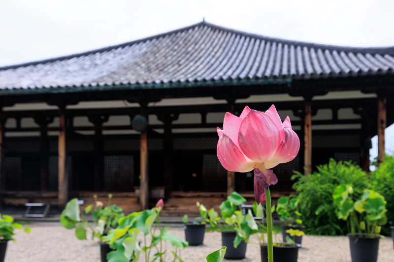 元興寺の桔梗と初夏の花々_f0155048_23104408.jpg